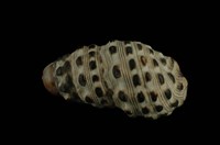 藏品(白葚蟹守螺)的圖片